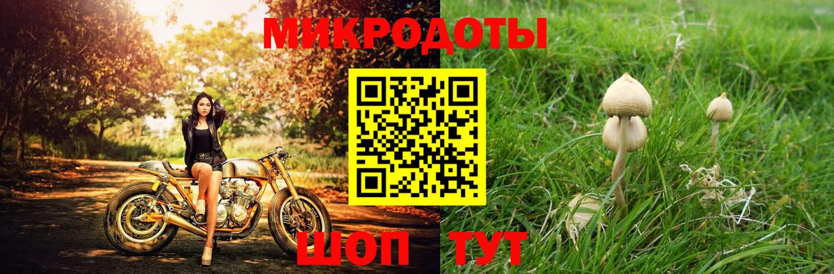 Галлюциногенные грибы Psilocybe Биробиджан